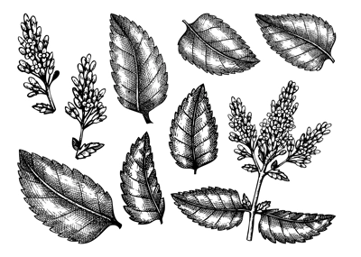 Hand sketched Mint botanical illustrations set with leaves and flowers. Peppermint - hand-drawn medical herbs bundle. Engraved style herbal plant on white background. Healthy tea ingredients